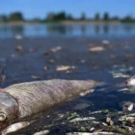 Menteri Jerman Sayangkan Bencana Ekologi di Sungai Oder